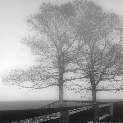 Framed Seaside Tree Print