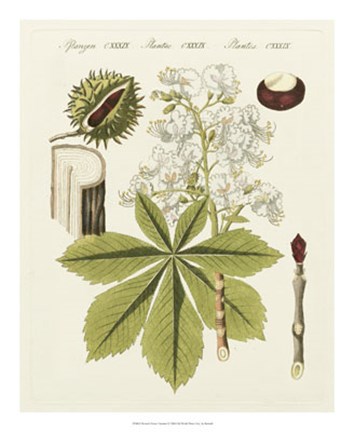 Framed Horse Chestnut Print