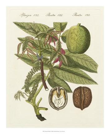 Framed Bertuch Walnut Print