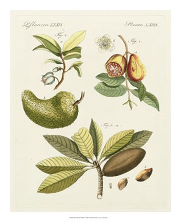 Framed Breadfruit Print