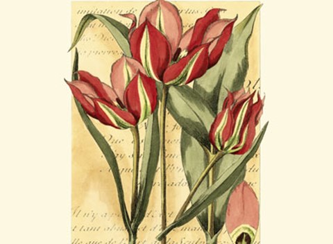 Framed French Tulip Print