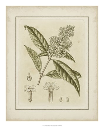 Framed Tinted Botanical II Print