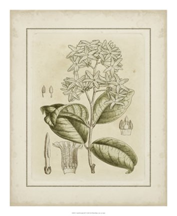 Framed Tinted Botanical III Print