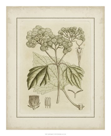 Framed Tinted Botanical IV Print