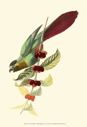 Framed Cuvier Exotic Birds IV Print
