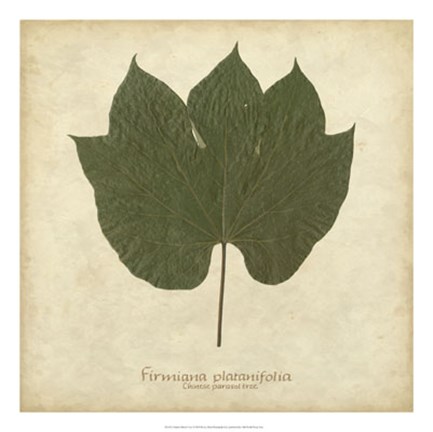 Framed Chinese Parasol Tree Print