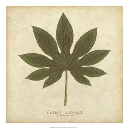 Framed Japanese Fatsia Print