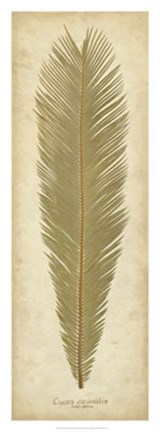 Framed Sago Palm I Print