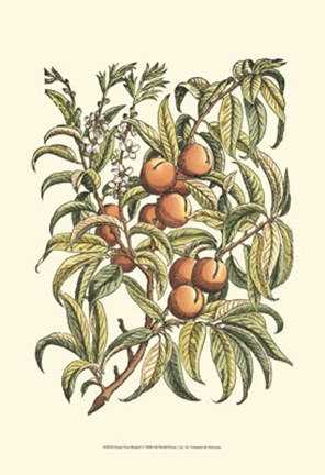 Framed Peach Tree Branch Print