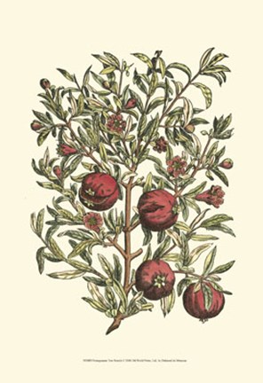 Framed Pomegranate Tree Branch Print