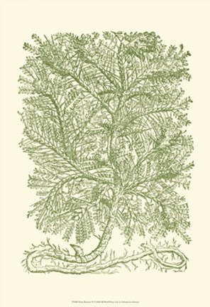 Framed Mossy Branches IV Print