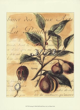 Framed Nutmeg Print