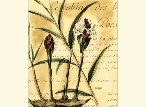 Framed Ginger Print