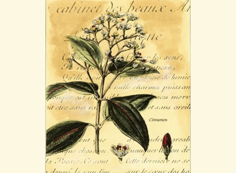 Framed Cinnamon Print