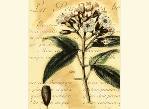 Framed Clove Print