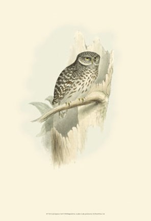 Framed Sparrow Owl Print