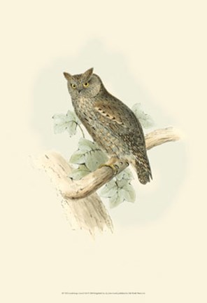Framed Scops-eared Owl Print
