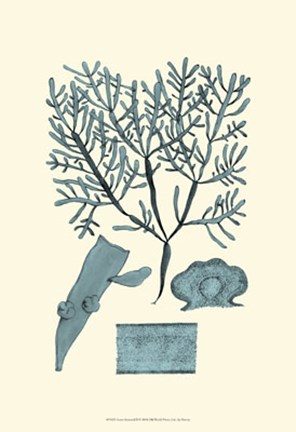 Framed Azure Seaweed II Print