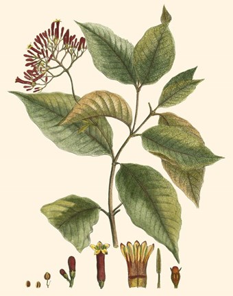 Framed Crimson Botanical I Print