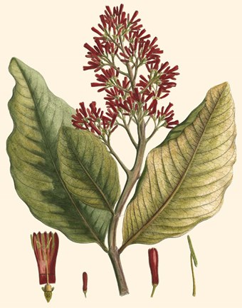 Framed Crimson Botanical II Print