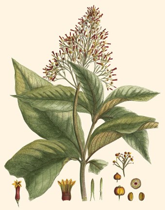 Framed Crimson Botanical III Print