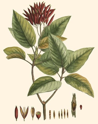 Framed Crimson Botanical IV Print