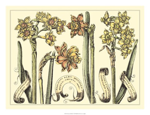 Framed Narcissus in Bloom II Print