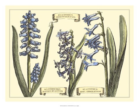 Framed Hyacinth in Bloom Print