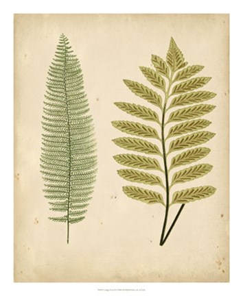 Framed Cottage Ferns II Print