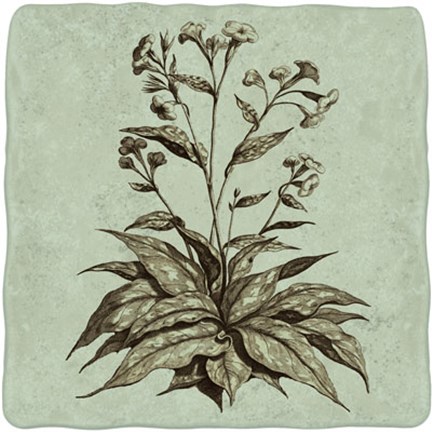 Framed Imperial Munting IV Print