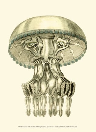 Framed Creatures of the Sea II Print