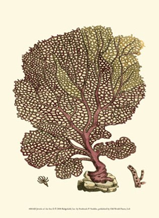 Framed Jewels of the Sea II Print