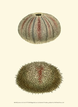 Framed Jewels of the Sea IV Print