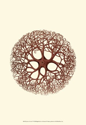 Framed Jewels of the Sea V Print