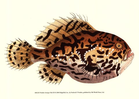 Framed Antique Fish III Print