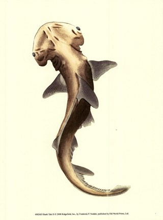 Framed Shark Tale II Print