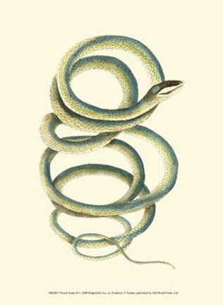 Framed Vibrant Snake II Print
