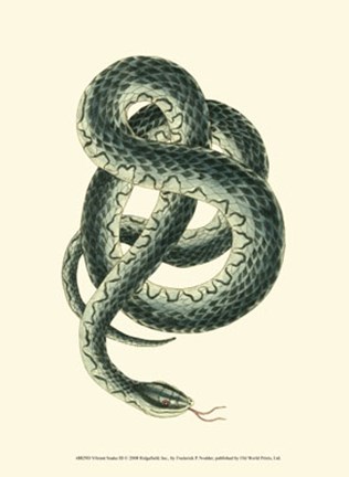 Framed Vibrant Snake III Print