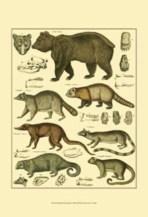 Framed Bear &amp; Racoon Print