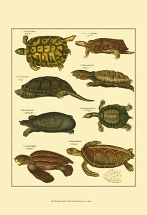 Framed Tortoise Print