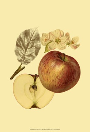 Framed Ripe for Harvest I Print