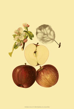 Framed Ripe for Harvest IV Print