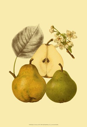 Framed Ripe for Harvest III Print