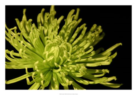 Framed Fuji Mum I Print