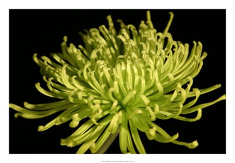 Framed Fuji Mum IV Print