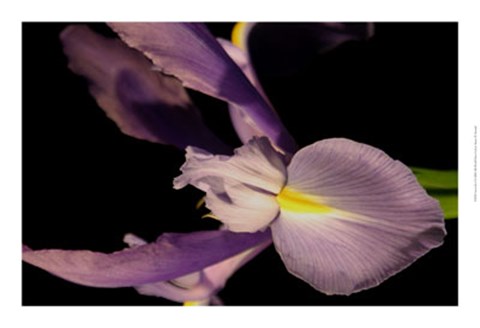 Framed Sweet Iris I Print