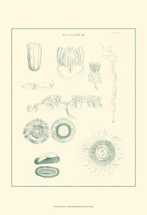 Framed Sea Nettles I Print