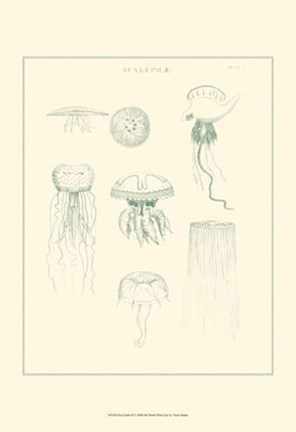 Framed Sea Nettles II Print