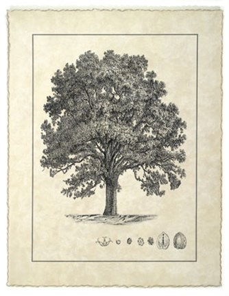 Framed Vintage Tree I Print