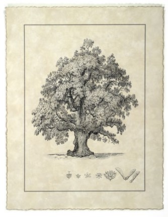 Framed Vintage Tree III Print